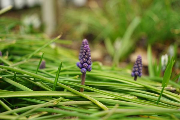 Hyazinthe Frühlingserwachen