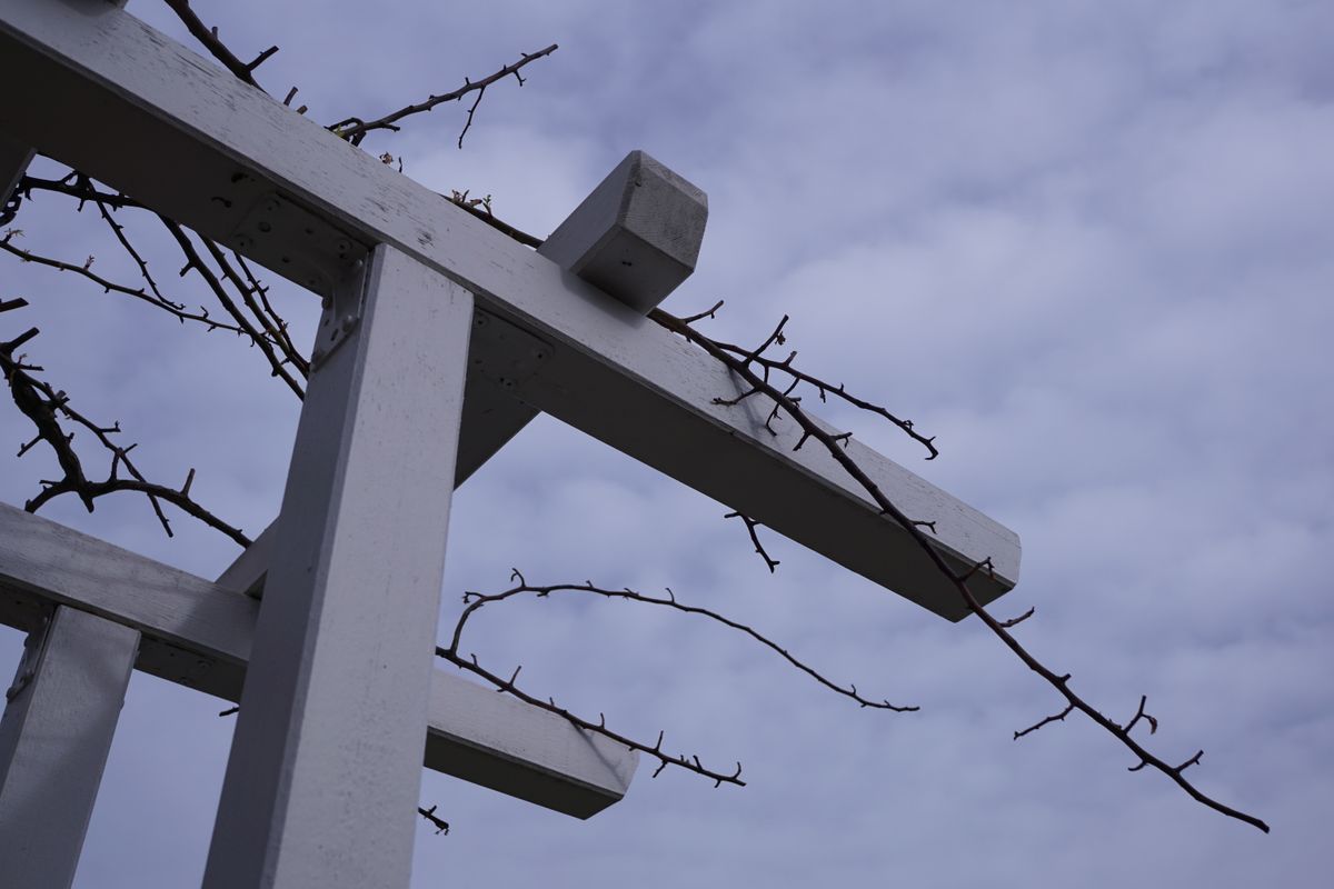 Pfosten mit treibenden Rosenzweigen