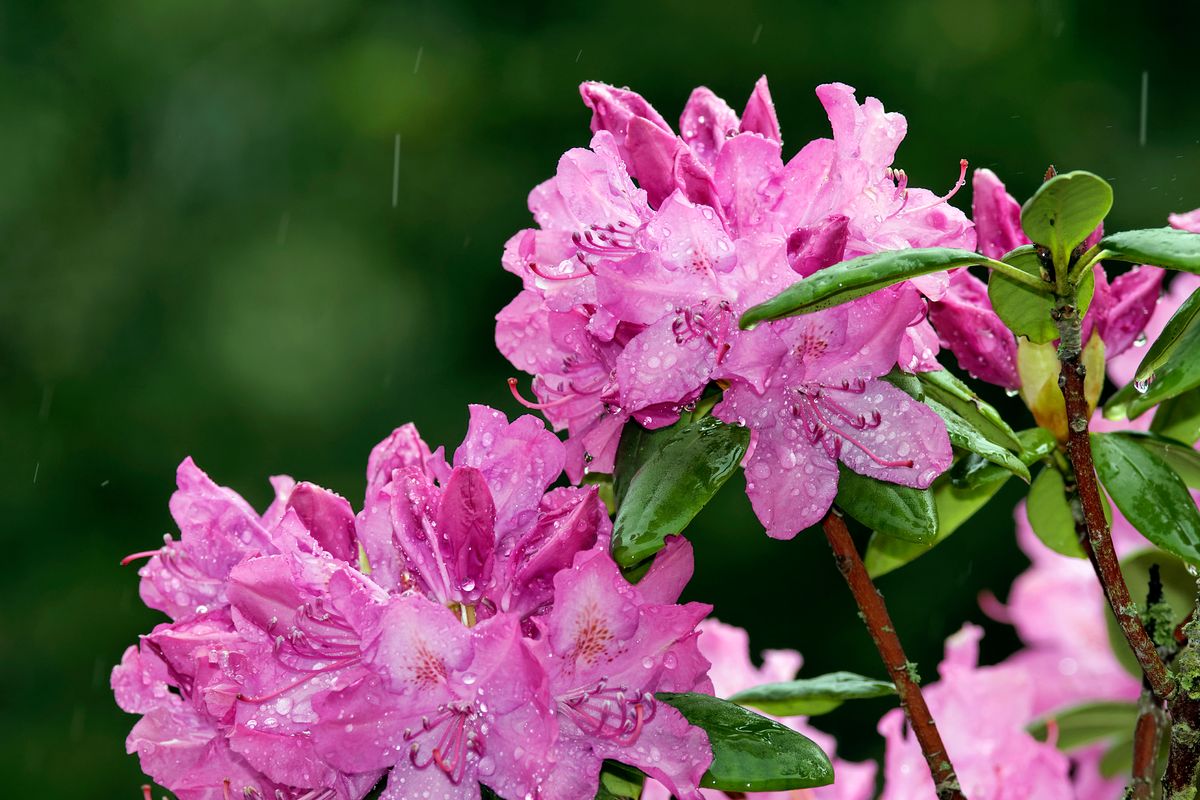 Rhododendron von griechischen abgeleitet : Rhodon = Rose und dendron = Baum. Der Rhododendron wird auch als Alpenrose bezeichnet !