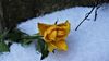 Eine Rose im Schnee eingebettet (2).JPG
