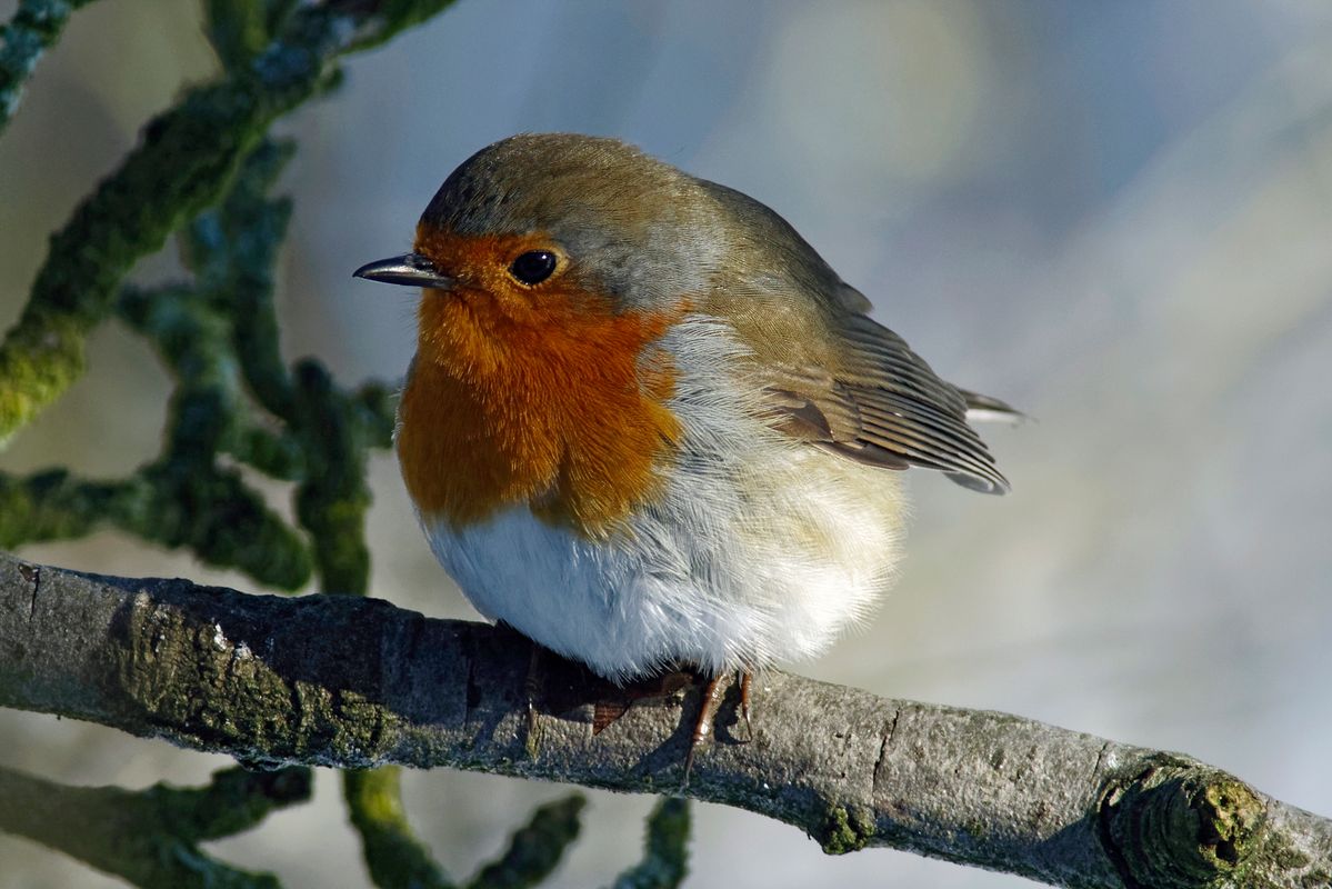 Der Wissenschaftlicher Name des Rotkehlchen lautet: (Erithacus rubecula) Exif-Daten: Sony ILCA-99M2, Minolta 4.5/400mm APO, -M-, Brennweite: 600mm in APS-C Modus, Verschlusszeit: 1/500s, Blende: 6,3, ISO 400