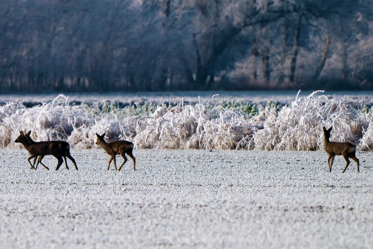 "Ein Sprung" von vier Ricken ( weibliche Rehe ) sind in winterlichen Outback von Schapen unterwegs. Alle Bilder dieser Bildserie sind freihändig mit sehr viel Ausschuss entstanden. Die Exif-Daten: Sony Alpha 1, Sony 200-600mm bei 600mm in APS-C Modus, entspricht eine Äquivalenten Brennweite von 900mm. Belichtungsprogramm: P, +/- : - 0,7EV, Verschlusszeit: 1/640 Sek., ISO 100 und die Blende betrug 7.1