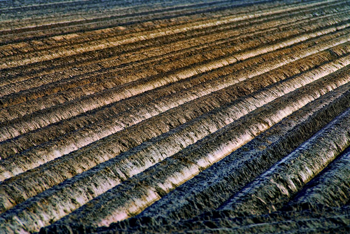 Monokultur Anbaumethode für Kartoffeln