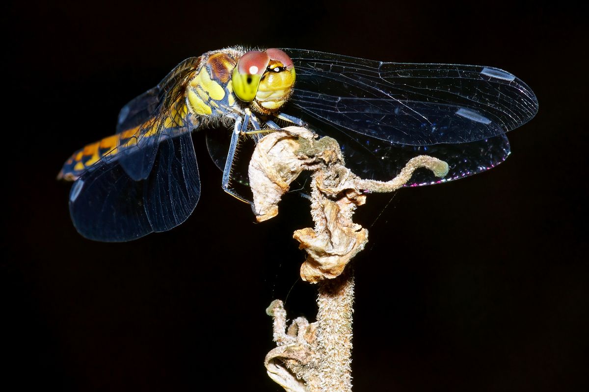 Mit hoher Wahrscheinlichkeit handelt es sich bei diesen Insekt um das Weibchen der Schwarzen Heidelibelle (Sympetrum danae) Die Libelle ist von unten schwarz, die blau / Violett farbigen Bilddetails sind Zugaben von Kamera und Objektiv. ( chromatische Aberration und Farblängsfehler / Farbquerfehler )