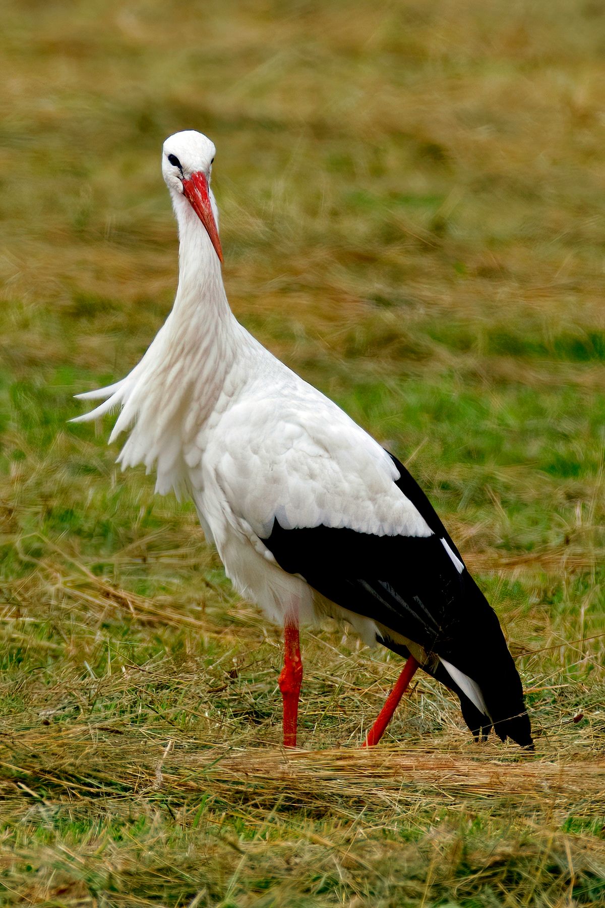 Ein Neugieriger Klapperstorch, auch als Weißstorch bezeichnet, in Kalender Jahr 2021 auf eine gemähten Wiese in meine Gemeinde.