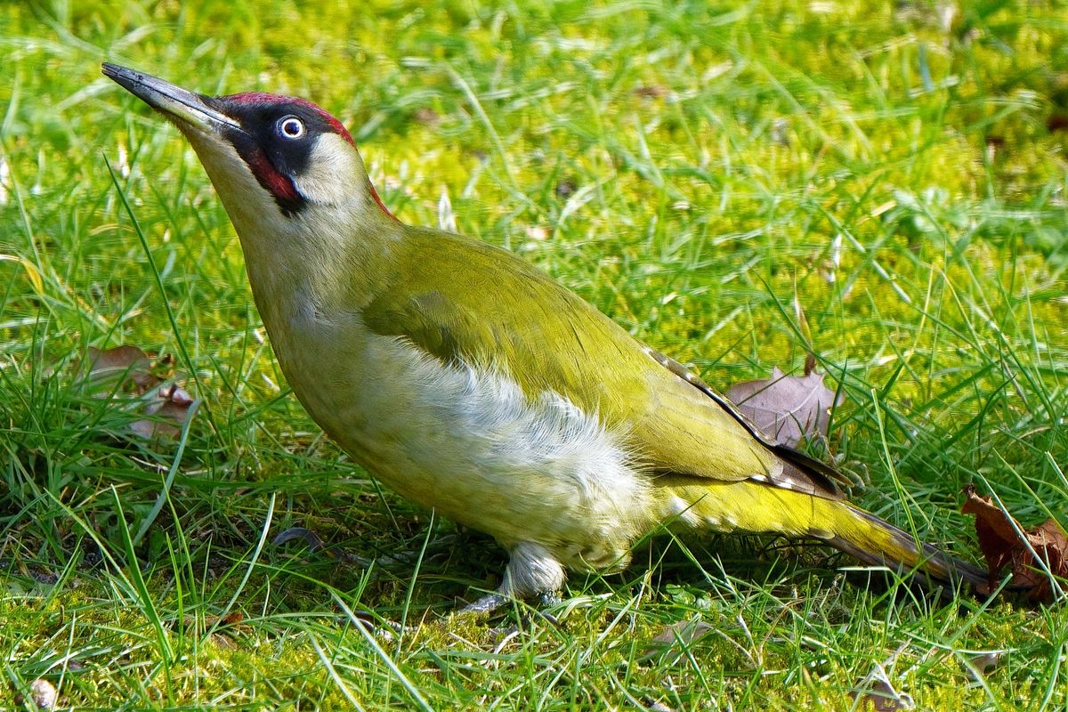 Ein Grünspecht (Picus viridis), in heimischen Garten.