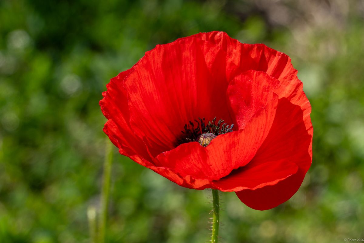 unverschämt rot dank Sonnenschein noch leuchtender