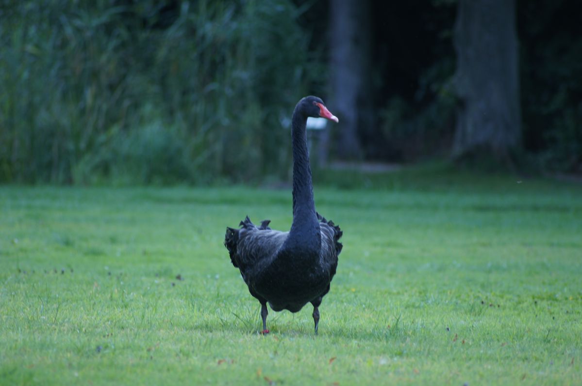 Der schwarze Schwan aus Bad Liebenzell