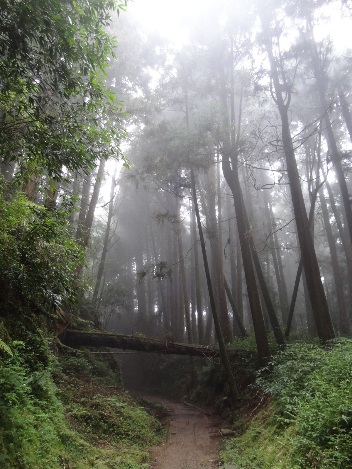 Tefuye historical trail     ( Taiwan )