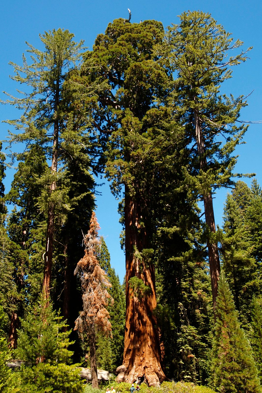 Baum "General Lee" im Sequoia Nationalpark