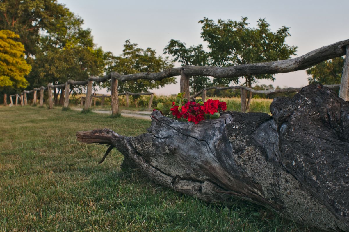 Flowers out of the tree trunk