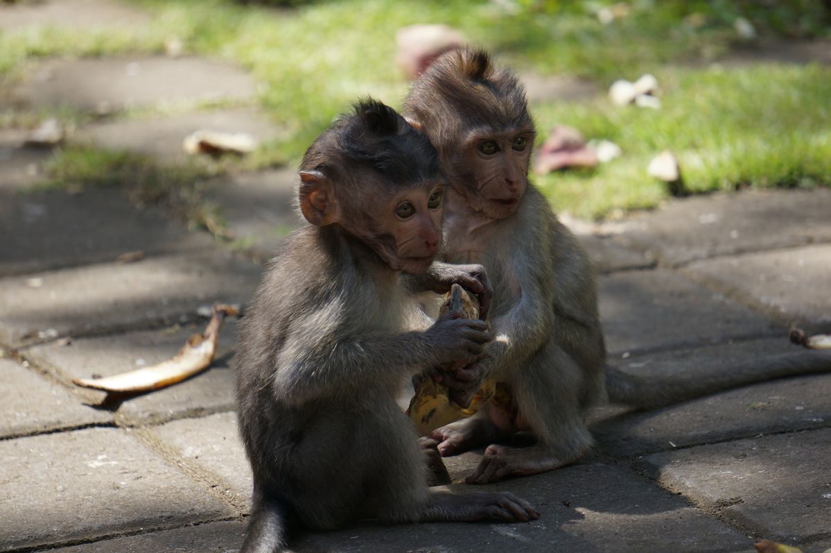 Bébés singes. Monkey forest, Ubud - Indonésie