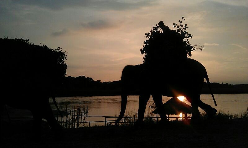 Elephants at sunset, Nepal 