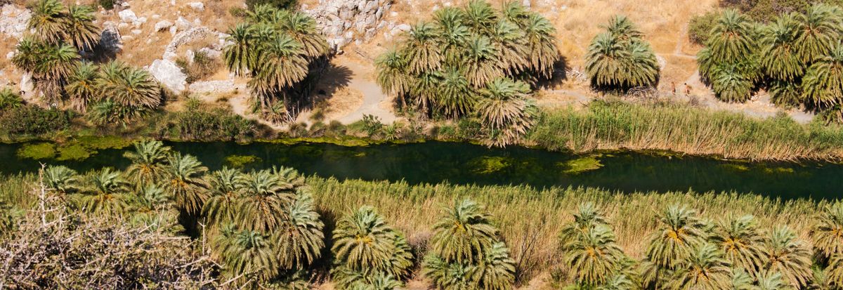 Palm grove, Greece, Crete